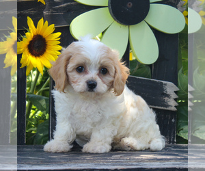 Cavachon Puppy for sale in GORDONVILLE, PA, USA