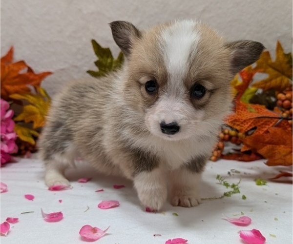 Medium Photo #9 Pembroke Welsh Corgi Puppy For Sale in GOSHEN, IN, USA