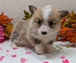 Small Photo #9 Pembroke Welsh Corgi Puppy For Sale in GOSHEN, IN, USA