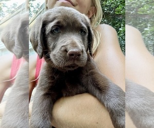 Labrador Retriever Puppy for Sale in AMELIA COURT HOUSE, Virginia USA