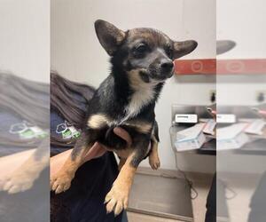 German Shepherd Dog-Unknown Mix Dogs for adoption in Bakersfield, CA, USA