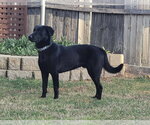 Small #5 Labrador Retriever Mix
