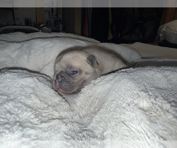 Medium Photo #19 French Bulldog Puppy For Sale in BIG RAPIDS, MI, USA
