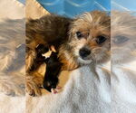 Small #8 Mutt