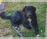 Small Australian Retriever