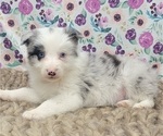 Small Photo #15 Border Collie Puppy For Sale in BLAKESBURG, IA, USA