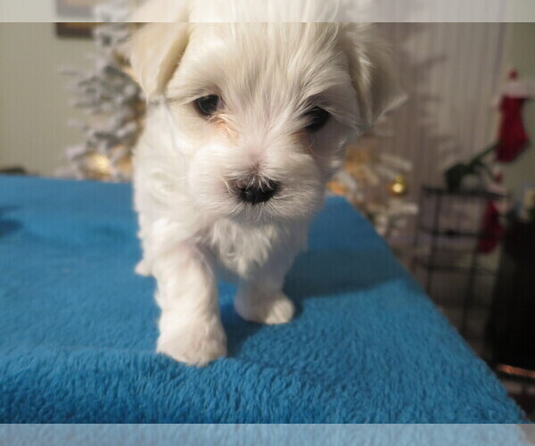 Medium Photo #7 Maltese Puppy For Sale in OCALA, FL, USA