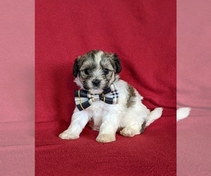 Maltipoo Puppy for sale in ATGLEN, PA, USA