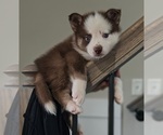 Puppy Right Eye Pomsky