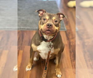 American Bulldog-Unknown Mix Dogs for adoption in Dallas, TX, USA