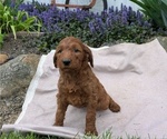 Small Photo #81 Irish Doodle Puppy For Sale in GOSHEN, IN, USA