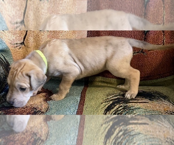 Medium Photo #19 Great Dane Puppy For Sale in GALLOWAY, OH, USA