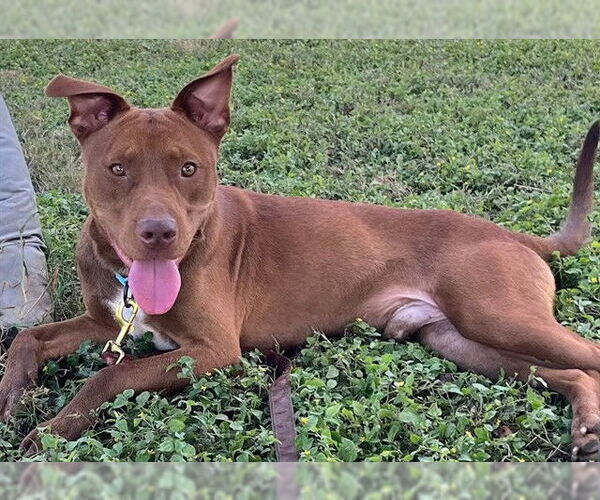 Medium Photo #2 American Pit Bull Terrier-Unknown Mix Puppy For Sale in Ocala, FL, USA