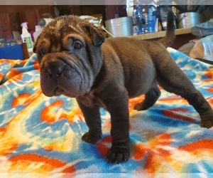 Cocker-Pei Puppy for sale in WINCHESTER, IL, USA