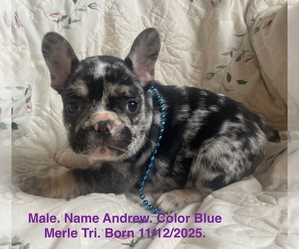 Medium Photo #12 French Bulldog Puppy For Sale in FORT PLAIN, NY, USA