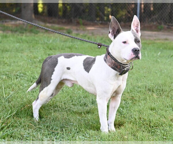 Medium Photo #3 Mutt Puppy For Sale in Glen Allen, VA, USA