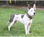 Small #2 Mutt