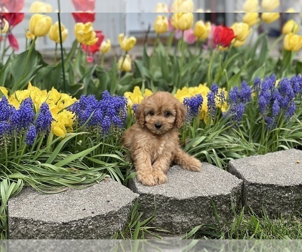 Medium Photo #4 Cavapoo (Miniature) Puppy For Sale in DUNDEE, OH, USA