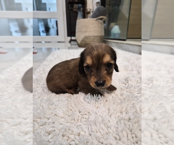 Medium Photo #4 Dachshund Puppy For Sale in SAINT CLOUD, FL, USA