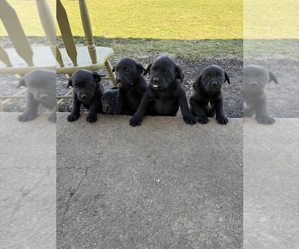 Medium Photo #1 Labrador Retriever Puppy For Sale in WAKARUSA, IN, USA