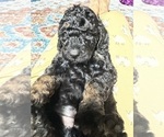 Small Photo #12 Aussiedoodle Puppy For Sale in ASHEVILLE, NC, USA
