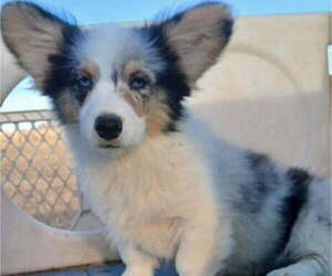 Pembroke Welsh Corgi Puppy for sale in MILTON, WI, USA