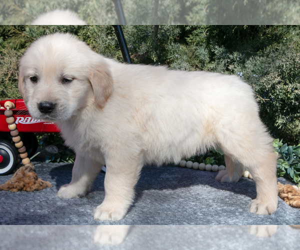 Medium Photo #3 English Cream Golden Retriever Puppy For Sale in ROCHESTER, IN, USA