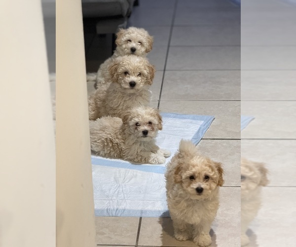 Medium Photo #1 Bichpoo Puppy For Sale in BRONX, NY, USA