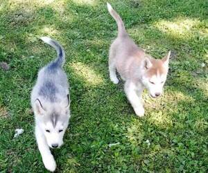 Siberian Husky Puppy for sale in BELLE, MO, USA