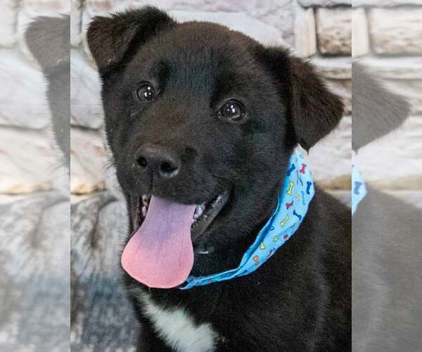 Medium Photo #1 Siberian Husky-Unknown Mix Puppy For Sale in Kennesaw, GA, USA