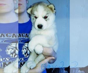 Siberian Husky Puppy for sale in GALLIPOLIS, OH, USA
