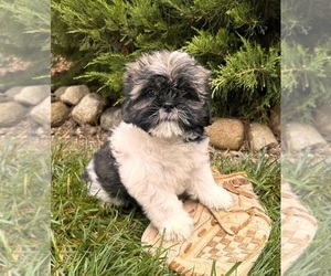 Shih Tzu Puppy for sale in MIDDLEBURY, IN, USA