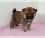 Small Photo #2 Shiba Inu Puppy For Sale in CLARK, MO, USA