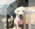 Puppy Prue Great Pyrenees-Labradoodle Mix