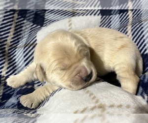 Golden Retriever Puppy for sale in DEFIANCE, MO, USA