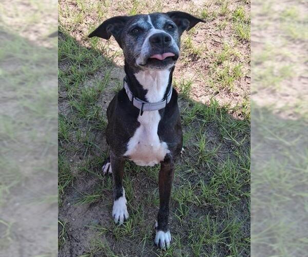 Medium Photo #3 American Pit Bull Terrier Puppy For Sale in Ocala, FL, USA