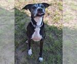 Small #2 American Pit Bull Terrier