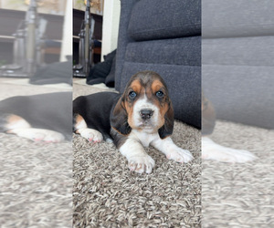 Basset Hound Puppy for sale in LANSING, MI, USA