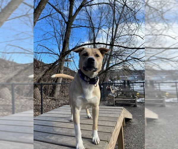 Medium Photo #5 Mutt Puppy For Sale in Elmsford, NY, USA