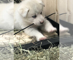 Pyrenees Husky Puppy for sale in REDWOOD FALLS, MN, USA