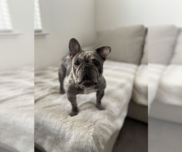 Medium Photo #1 French Bulldog Puppy For Sale in Oakley , CA, USA