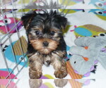 Small Yorkshire Terrier