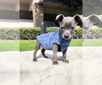 Small Photo #6 American Staffordshire Terrier Puppy For Sale in San Juan Capistrano, CA, USA
