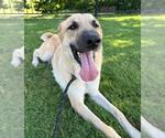 Small #9 Anatolian Shepherd Mix