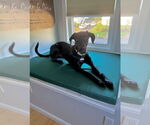 Small #2 Labrador Retriever Mix