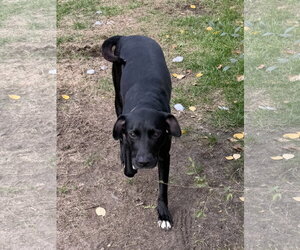Bella *Help! I need a foster home!* - Female Labrador Retriever-Unknown Mix Dog for Adoption - Photo #7
