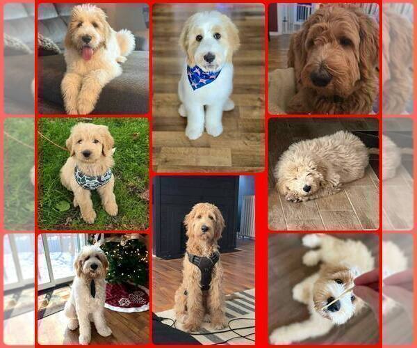 Medium Photo #3 Pyredoodle Puppy For Sale in MINSTER, OH, USA