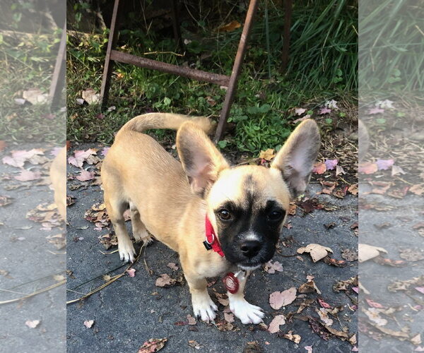 Medium Photo #1 French Bulldog-Unknown Mix Puppy For Sale in Wakefield, RI, USA