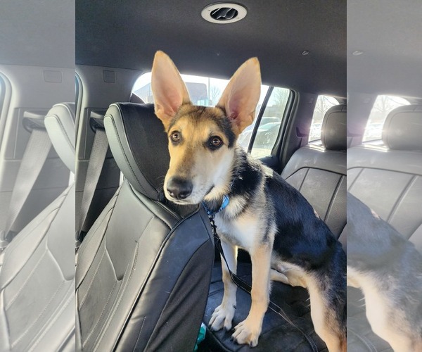 Medium Photo #4 German Shepherd Dog Puppy For Sale in Gretna, NE, USA