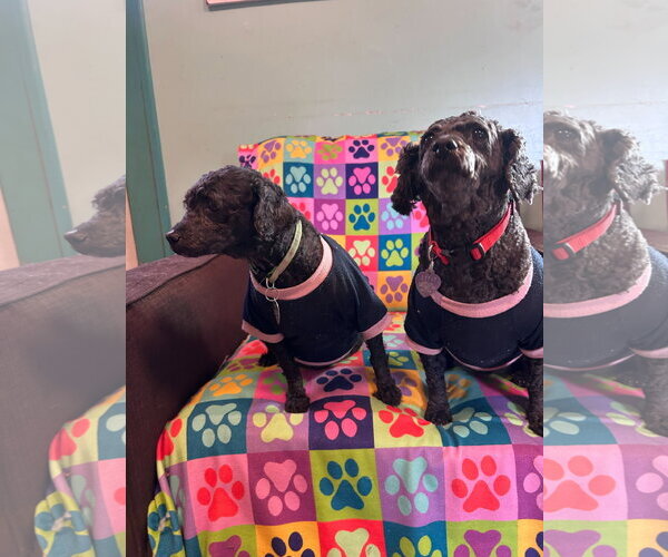 Medium Photo #7 Poodle (Miniature) Puppy For Sale in Pacolet, SC, USA